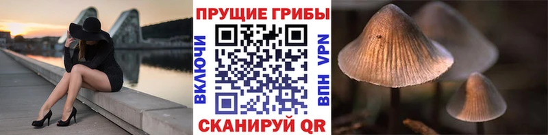 где купить   Новокубанск  Галлюциногенные грибы Psilocybe 